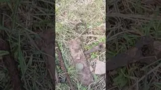 Шурф продолжается #кладоискатель #metaldetecting #коп #coin #металлоискатель #metaldetector #garrett