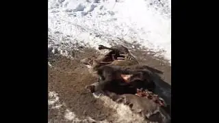 Vargdödad älg i norra Värmland
