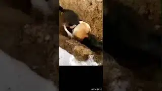 Тайган против Алабай