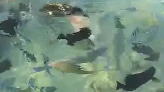Египет. Шарм-Эль Шейх. Красное море.