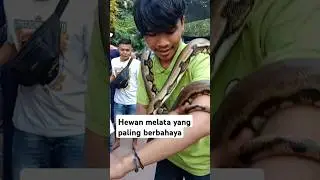 INI DIA HEWAN MELATA PALING BERBAHAYA#shortvideo #hewanmelata #ularberbahaya #ular
