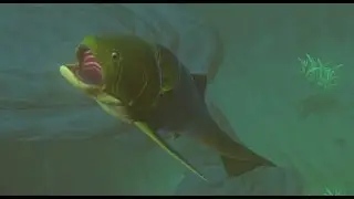 Feed & Grow  Fish  вернулся на канал!