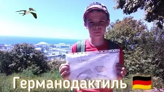 Германодактиль — как связан с тапежарой? #рекомендации