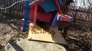 Непонятное поведение пчел весной