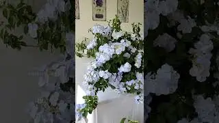 #Гортензия