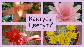 2024.Цветут Какусы.7серия