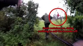 Dunston Harriers hunt and kill a hare inside a fenced paddock // Dunston Harriers, 25 September 2020