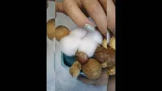 Мастер класс по созданию декора из орехов.