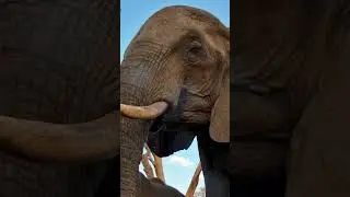 Elephant Up Close At Kings Camp  #elephant  #wildanimals  #africanwildanimals