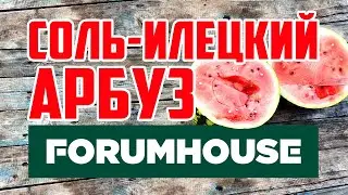 Sol-Ilekiy watermelon FORUMHOUSE