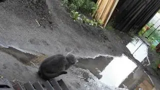 КОТЕНОК ВПЕРВЫЕ УВИДЕЛ ДОЖДЬ
