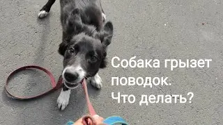 Собака грызет поводок. Что делать?