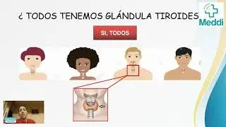 Todo sobre Hipotiroidismo. Causas, diagnóstico y tratamiento.