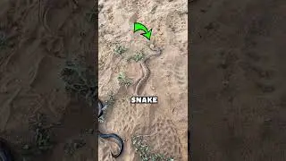 Horned Viper vs Israeli mole viper