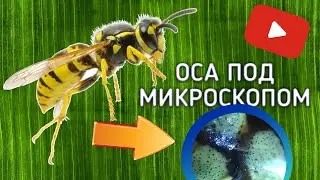 Оса под микроскопом