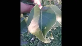 Shinko Asian Pear