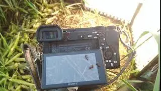 муравьи на фотоаппарате VID 20200608 194541