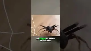 Surprising Benefits of Having Spiders in Your Home! Common