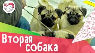 3 совета, если вы решили завести вторую собаку