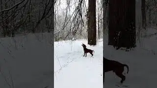 Dog joy in winter❄️ #shorts #winter #dog #зима #walk #собака #прогулка
