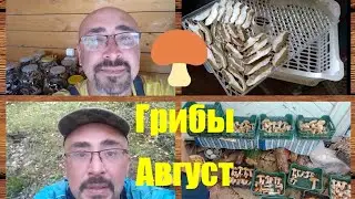 261. Кения. Грибы в Августе дома.