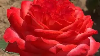 ЦВЕТЕНИЕ РОЗ 2024❤️🥰. НОМЕР ОДИН и НЕ ТОЛЬКО ❤️🦋🐝
