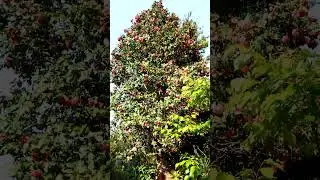VID 19740701 183934