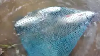Rohu Fish Hunting | রুই মাছ শিকার ।