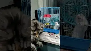 КОТЫ И ХОМЯК В ОДНОЙ КВАРТИРЕ !