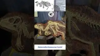 Heterodontosaurus Best Preserved Cast on Display