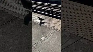 🐦🚉 I like drawing pigeons. #aesoprock #rhymesayers