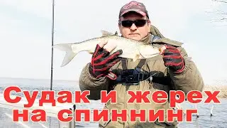 Судак и жерех на спиннинг в ноябре