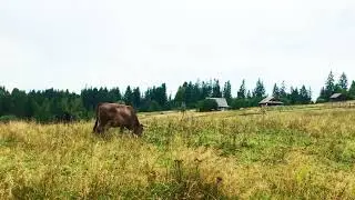 Cow Bell Sounds