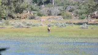 Cow Elk & Water