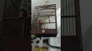 Pancingan cucak jenggot agar ikut bunyi #kicaumania  #cucakjenggot #gacor #masteran