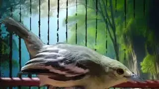 Ini Ampuh buat pancingan // Sirtu cipow gacor