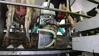 Udder Mister 1.0 Automated Teat Dip Sprayer