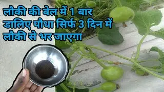 लौकी की बेल में इसे बस 1 बार डालिए पौधा सिर्फ 3 दिन में लौकी से भर जाएगा