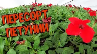 Пересортица петунии от профессиональных производителей семян в 4К