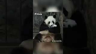 Who Says Panda Moms Aren't Experts At Caring For Their Babies? | iPanda 