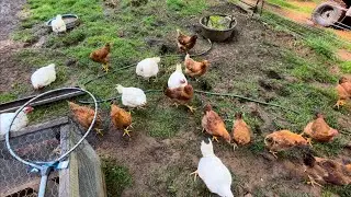 New Most Ethical Pastured Chicken Dispatch Method