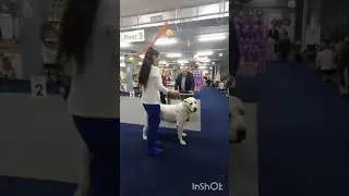05.10.24 МОСКВА Выпускница ТИМЕРТАШ ФЕРНАНДА КЧК ЛУЧШАЯ СУКА САС ЛУЧШИЙ ПРЕДСТАВИТЕЛЬ ПОРОДЫ ВОВ