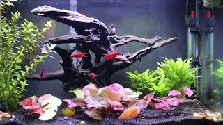 20 Gallon Planted Tank rescape