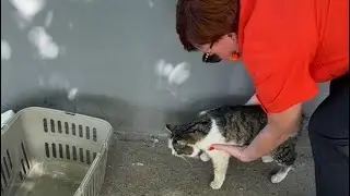 Спасение уличного котика 