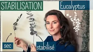 Stabilisation d'Eucalyptus : technique et résultat !
