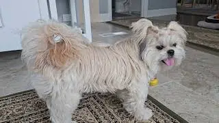 Jackie zoomies with Pixel watching confused