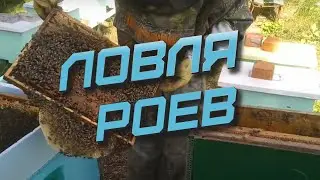 🔥Бесплатные пчелы!💥 Пересадка пойманных роев!