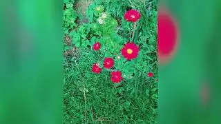 Краски лета - яркие моменты