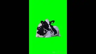 Green screen, cow(sapi)