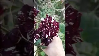 Роза Фокус покус                          Дожди выносит, растет в тени.